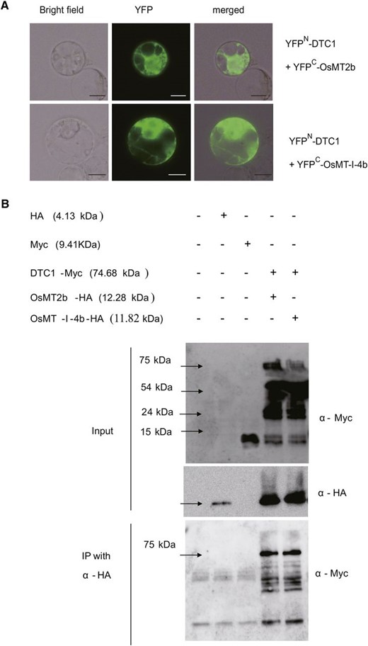 Interactions between DTC1 and MTs. A, Interaction of DTC1 with MT2b (upper panel) or OsMT-I-4b (lower panel) in rice Oc cells revealed by Bi-FC system. Each combination of constructs fused to YFPN and YFPC was transfected and transiently expressed. Images shown are bright field, YFP fluorescence by Bi-FC, and merged image. Bars = 10 μm. B, Coimmunoprecipitation analysis of interaction between DTC1 and MTs. Total proteins were extracted from rice Oc cell protoplasts that transiently expressed DTC1 and Myc together with OsMT2b-HA or OsMT-I-4b-HA. Plus and minus signs indicate constructs introduced into protoplasts. Extracts were detected using anti-Myc antibody or anti-HA antibody (upper panel). Immunoprecipitation was performed with anti-HA antibody, then detected using anti-Myc antibody (lower panel).