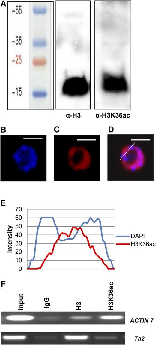 Detection of H3K36ac in Arabidopsis. A, Acid-extracted histones from Arabidopsis inflorescences were resolved on a 15% SDS-PAGE gel, followed by protein immunoblotting using anti-H3 and anti-H3K36ac antibodies. B and C, Localization of H3K36ac in root tip nuclei. Root tip interphase nuclei of Arabidopsis plants were stained with DAPI (B) and analyzed for immunofluorescence using an anti-H3K36ac antibody (C). D, The overlay of DAPI and H3K36ac signal. The line indicates a section through the nucleus that was analyzed using ImageJ software. E, Quantitative line profiles of DAPI (blue) and H3K36ac (red) florescence intensities. Bars = 5 μm. F, X-ChIP assays were performed using IgG, anti-H3, and anti-H3K36ac antibodies with primers against the active ACTIN7 gene and the silent Ta2 transposable element.