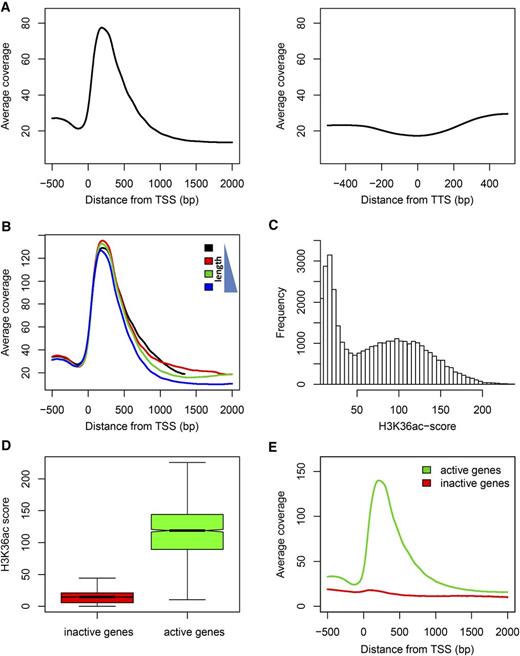 H3K36ac distribution across genes. A, Metagene plots of H3K36ac enrichment around the TSS (left panel) and TTS (right panel). The highest enrichment was detected within the first 500 bp distal to the TSS. B, H3K36ac enrichment is independent of gene length. Metagene plots are shown for the first (black), second (red), third (green), and forth (blue) length quartile where the black line represents the 25% shortest genes. C, Distribution of gene-specific H3K36ac scores defined as the mean H3K36ac signal within a window of 35 to 516 bp distal to the TSS. Note the two separate populations of genes with scores of less or more than 27, respectively. D, Relation between H3K36ac score and transcriptional state. H3K36ac scores are shown for the 10% genes with lowest (red) and highest (green) mRNA levels, respectively. E, H3K36ac metagene plot around the TSS for the 10% genes with lowest (red) and highest (green) mRNA levels, respectively. Only active genes have the characteristic H3K36ac peak within the first 500 bp. Expression data are from Shu et al. (2012).