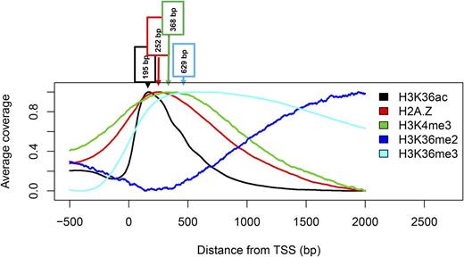 Metagene plots of active chromatin marks around the TSS. Phased enrichment of H3 modifications and the histone variant H2A.Z around the TSS. The peak of enrichment is indicated for each profile. Data are from Reed et al. (1996), Zilberman et al. (2008), and this study.