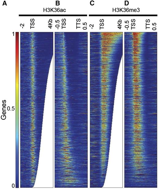H3K36ac and H3K36me3 distribution across transcribed genes. A and B, H3K36ac enrichment along transcribed genes is shown on an absolute scale from 2 kb upstream to 4 kb downstream of the TSS (A) and on a relative scale from TSS to TTS (B). H3K36ac was mainly found in the first 500 bp of the gene body. The enrichments are similar in level and breadth irrespective of the length and the fraction of the gene being covered. C and D, H3K36me3 enrichment along transcribed genes is shown on an absolute scale from 2 kb upstream to 4 kb downstream of the TSS (C) and on a relative scale from TSS to TTS (D). H3K36me3 localizes close to the TSS and expands further toward the 3′-end. Longer genes have higher and wider levels of H3K36me3. Genes were ordered by length.