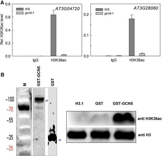 GCN5 is required for H3K36 acetylation. A, H3K36ac levels on AT3G04720 and AT3G28060 depend on GCN5. Ten-day-old seedlings were used for X-ChIP with anti-H3 and anti-H3K36ac antibodies. The enrichment of H3K36ac relative to H3 is shown as mean ± se. B, H3K36ac acetyltransferase activity of GCN5. Left: Recombinant GST and GST-GCN5 were purified with Glutathione Sepharose 4B resin, blotted, and probed with anti-GST antibodies; M, weight marker. Right: HAT assays were performed using recombinant His-H3 as substrate. The reaction products were resolved on a 15% SDS-PAGE gel, transferred to polyvinylidene difluoride membrane, and probed with anti-H3K36ac antibodies. Anti-H3 was used as control.