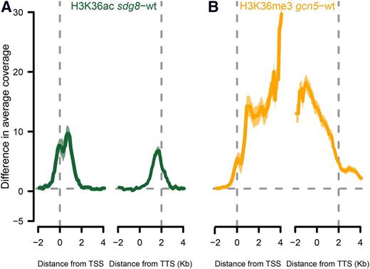 Competing modifications of H3K36 by GCN5 and SGD8. A, Gain of H3K36ac along genes in the sdg8-2 background. B, Gain of H3K36me3 along genes in the gcn5-1 background. Shaded areas represent 95% confidence intervals.