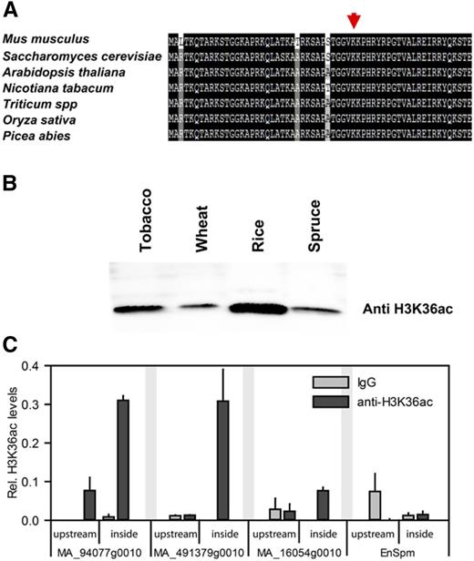 H3K36ac is conserved in seed plants. A, Amino acid alignment of the N-terminal tails of H3 from mouse, yeast, and several plants shows conservation of Lys-36. B, Acid-extracted histones prepared from tobacco, wheat, rice, and Norway spruce were resolved on 15% SDS-PAGE gels followed by immunoblotting using anti-H3K36ac antibodies. C, H3K36ac X-ChIP in Norway spruce. Shown are mean ± se (n = 3). H3K36ac is found downstream (downstr.) of the TSS on transcribed genes.