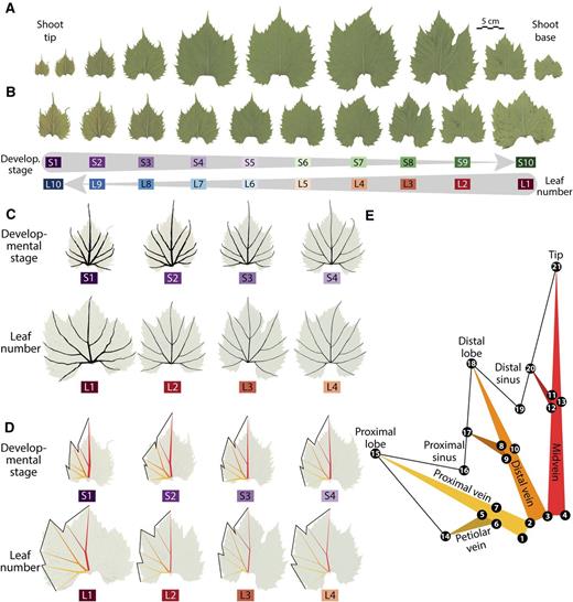 Developmental changes in leaf shape and landmarks. A, Leaves sampled along a shoot, from tip-to-base. B, Same leaves in A except scaled to leaf length. The reciprocal relationship between developmental stage (Sn), sensitive to leaf ontogeny, and leaf number (Ln), sensitive to heteroblastic changes in leaf shape, is shown. C, From the first four developmental stages (S1–S4) and leaf numbers (L1–L4) shown for the shoot in A and B; the thickness of veins is highlighted. Note the dramatic decrease in vein thickness through progressive developmental stages (Sn) and leaf numbers (Ln). D, Shape information captured in leaves using landmarks. E, Twenty-one landmarks used in this study capture leaf shape and vein patterning and thickness. Red indicates midvein, orange distal vein, and yellow proximal vein. Darker shades indicate branching veins. Numbers indicate order landmarks were placed. Developmental stage indicated by purple (S1) to green (S10) and leaf number indicated by red (L1) to blue (L10) transitions.