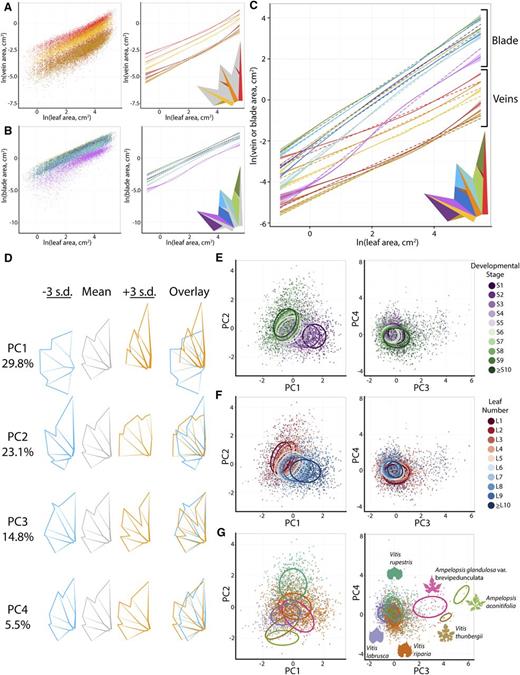 Allometry and morphospace. A, Natural log of the indicated vein areas by color plotted against natural log of overall leaf area. Left, scatterplot. Right, both linear (solid line) and nonlinear local regression (dotted line) curves with 95% confidence bands. B, Same as A except plotting the natural log of the indicated blade areas by color against the natural log of overall leaf area. C, As in A and B, plots of the natural log of vein and blade areas against the natural log of overall leaf area indicated by color. Note that blade areas increase more rapidly than vein as leaves become larger. D, Eigenleaves representing the overall morphospace of >5,500 leaves analyzed from all species, developmental contexts, and growing seasons. Shown are representative leaves at ±3 standard deviations (indicated by blue and orange, respectively) and overlay. Leaves are aligned at the petiolar junction for ease in comparing. Developmental stage (E), leaf number (F), and species (G) identity projected onto the morphospace. For each level of a factor, 95% confidence ellipses are drawn. Only a subset of morphologically diverse species, and the first 10 nodes of developmental stage and leaf number, is shown for visual clarity. Species indicated by various colors. Developmental stage indicated by purple (S1) to green (S10) and leaf number indicated by red (L1) to blue (L10) transitions.