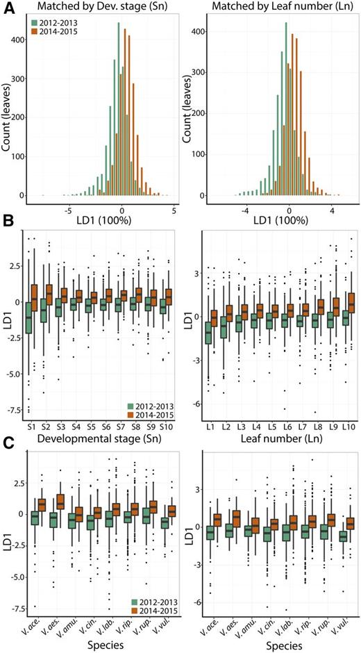 Linear discriminants for growing season. A, Histograms for linear discriminant values of leaves collected in different growing seasons (green, 2012–2013; orange, 2014–2015) for data sets matched by developmental stage (Sn; left) and leaf number (Ln; right). B, For matched data sets by developmental stage (left) and leaf number (right) linear discriminants similarly discriminate growing seasons regardless of developmental context. C, Similar to B, data sets matched by developmental stage (left) and leaf number (right) discriminate between growing seasons similarly across species. Only the eight most abundantly represented species in the data set are shown for visual clarity. V. ace. = Vitis acerifolia; V. aes. = V. aestivalis; V. amu. = V. amurensis; V. cin. = V. cinerea; V. lab. = V. labrusca; V. rip. = V. riparia; V. rup. = V. rupestris; V. vul. = V. vulpina.