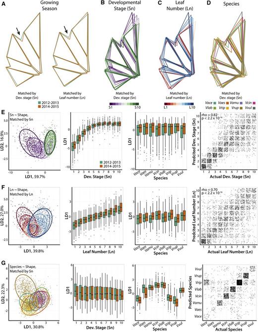 Shape features discriminating factors and their independence from each other. A, Mean shapes from leaves predicted arising from the 2012–2013 (green) and 2014–2015 (orange) growing seasons using linear discriminants (see Fig. 3). Both data sets matched by developmental stage (Sn; left) and leaf number (Ln; right) show a more pronounced distal sinus (indicated by arrow) in the 2014–2015 growing season compared to 2012–2013. B and C, Similar to A except showing mean leaves resulting from a discriminant analyses performed by developmental stage (B; Sn; S1, purple to S10, green) or leaf number (C; Ln; L1, red to L10, blue). Leaf length and blade outgrowth at the leaf base are the most affected shape features. D, Similar to A to C, except showing mean leaves resulting from a discriminant analysis performed by species. Only the mean leaves of the eight most abundant species are shown, indicated by color, for clarity. E to G, Results from discriminant analyses performed by developmental stage (E; Sn), leaf number (F; Ln), and species (G). Discriminant values separate by the factor for which they are specified, but not others (including growing season), demonstrating independence of discriminant shape features for different factors. Far left: discriminant space based on LD1-2 values for each respective analysis. The 95% confidence ellipses are provided for factor levels, indicated by colors. Middle left: LD1 values from respective analyses across developmental contexts (developmental stage, Sn, or leaf number, Ln, as appropriate for the analysis), separated by growing seasons. Middle right: LD1 values from respective analyses across the eight most abundant species, separated by growing seasons. Far right: confusion matrices for predicted factor level against actual factor level. Each point represents a single leaf. Spearman’s rho and P values provided for correlation between predicted and actual identities in the developmental stage and leaf number data sets. Vace = Vitis acerifolia; Vaes = V. aestivalis; Vamu = V. amurensis; Vcin = V. cinerea; Vlab = V. labrusca; Vrip = V. riparia; Vrup = V. rupestris; Vvul = V. vulpina.