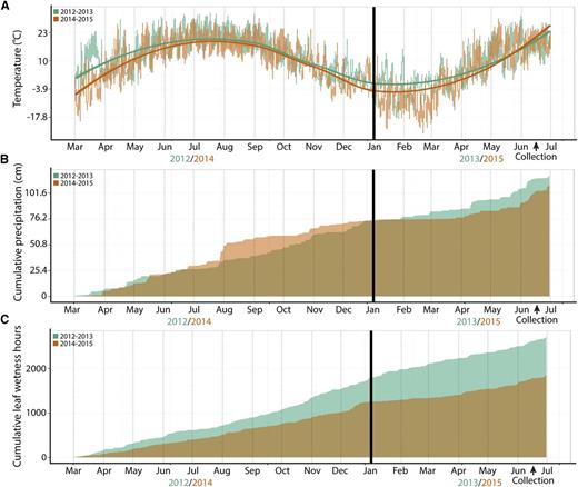 Climate data for the 2012–2013 and 2014–2015 growing seasons. A, Daily temperatures for the 2012–2013 (green) and 2014–2015 (orange) growing seasons. Bars indicate minimum and maximum daily temperatures fitted with a local regression curve for average daily temperature (95% confidence bands indicated). Cumulative precipitation (B; cm) and cumulative leaf wetness hours (C) between growing seasons. Colors are transparent, and overlap in cumulative plots is brown.