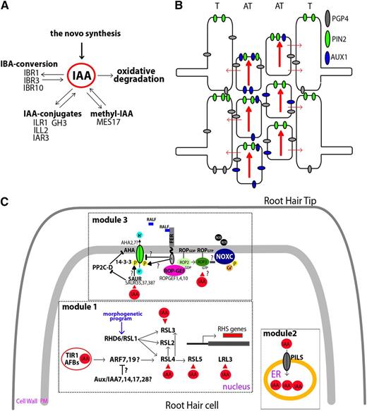 Auxin-mediated responses that trigger root hair growth. A, Auxin homeostasis pathways. Free indole-3-acetic acid (IAA) levels are maintained in plant cells by several mechanisms, including de novo biosynthesis and oxidative degradation. IAA-conjugate hydrolases hydrolyze IAA conjugates to free IAA. Indole-3-butyric acid (IBA) response genes (IBR1, IBR3, and IBR10) are necessary to metabolize IBA to free IAA. Methyl-IAA is converted to free IAA by MES17. B, Auxin transport in the root epidermis. PIN-FORMED2 (PIN2) and PGP4 are involved in auxin efflux in both trichoblast (T) and atrichoblast (AT) cells, whereas AUXIN RESISTANT1 (AUX1) is in charge of auxin influx located only in the atrichoblast cells. Auxin fluxes are indicated by red arrows. C, The main target of auxin in root hair cells. Auxin could trigger a transcriptional response in the nucleus via TIR/AFB-ARFs and downstream RSL/LRL3 activation of root hair-specific (RHS) genes (module 1). The morphogenetic program on root hair cells (trichoblasts) acts on RHD6/RSL1 to trigger root hair initiation growth. Auxin directly regulates the expression of several TFs, such as the central root hair regulator RSL4, as well as RSL3, RSL5, and LRL3. It is postulated, based on cell expression profile and mutant phenotypes, that ARF7 and ARF19 as well as AUX/IAA7, AUX/IAA14, AUX/IAA17, and AUX/IAA28 would be components of the auxin response in root hair cells. In addition, auxin can be regulated by its transport into and storage in the endoplasmic reticulum (ER; module 2) via PILS proteins (PILS2 and PILS5). Finally, auxin may trigger nontranscriptional responses (module 3) via plasma membrane H+-ATPases (AHA) activation affecting pH changes and FERONIA (FER)-ROP2-mediated NADPH oxidase (NOX) activation, thus increasing reactive oxygen species (ROS) production. FER could also interact with the RAPID ALKALINIZATION FACTOR1 (RALF1) peptide to trigger changes in apoplastic pH by inhibiting the H+-ATPase activity of AHA2 and suppressing cell expansion. In addition, at least for hypocotyl cells (it has not yet been validated for growing root hairs), it was demonstrated that auxin promotes the activation of AHA1 and AHA2 by the activity of SMALL AUXIN UP RNA19 (SAUR19), which interacts with and inhibits the activity of 2C protein phosphatase D1 (PP2C-D1). This phosphatase negatively regulates AHA1 activity, allowing the binding of 14-3-3 proteins to AHA1. In this model, SAUR and PP2C-D1 act antagonistically to control cell expansion (Spartz et al., 2014). It is hypothesized that SAUR35, SAUR37, and SAUR38 as well as AHA2 and AHA7, which are highly expressed in root hair cells, would be components that specifically act on this cell type. The red triangles indicate auxin activation at the transcriptional level of several TFs and SAUR proteins and, posttranscriptionally, by a still unknown mechanism to FER-ROP2.