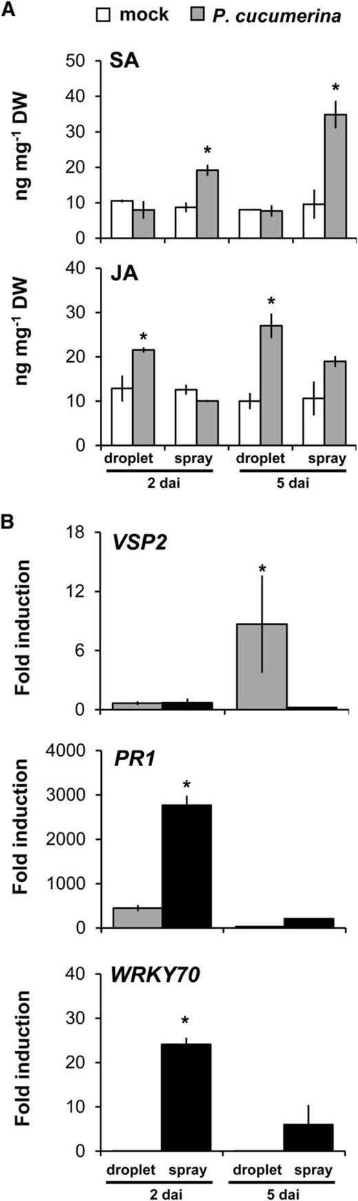 Production and activity of SA and JA in droplet- and spray-inoculated leaves. A, UPLC-Q-TOF-MS/MS quantification of SA and JA in leaves from 5-week-old plants at 2 and 5 dai. Shown are average values ± sd in ng g−1 dry weight (DW; n = 4). Asterisks indicate statistically significant differences relative to corresponding mock treatments (Student’s t test, α = 0.05). B, Reverse transcription-quantitative PCR analysis of JA-dependent transcription of VSP2 and SA-dependent transcription of PR1 and WRKY70 in P. cucumerina-inoculated leaves at 2 and 5 dai. Data represent average fold induction values ± sd (n = 4) relative to transcription levels in mock-treated leaves. Asterisks indicate statistically significant differences in gene induction between droplet- and spray-inoculated leaves (Student’s t test, α = 0.05).