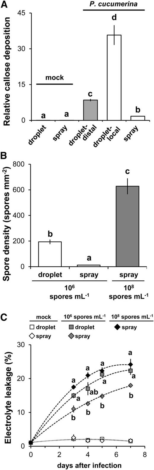Relationship between callose deposition, cell death, and P. cucumerina spore density on the leaf surface. A, Relative callose quantities in droplet- and spray-inoculated leaves of 5-week-old plants. Leaves were stained by Calcofluor/Aniline Blue at 3 dai (106 spores mL−1) and analyzed by UV epifluorescence microscopy. Callose was quantified from digital microscopy photographs. Shown are mean areas of callose per leaf relative to total leaf area ± sd (n = 24). Callose after droplet inoculation with P. cucumerina spores was quantified within (droplet-local) and outside (droplet-distal) the spore-containing area on the leaf surface. B, Spore density of germinating P. cucumerina at 3 dai. Shown are average numbers of P. cucumerina spores mm−2 leaf area ± sd (n = 24). Different letters indicate statistically significant differences (multiple Student’s t test, α = 0.05). C, Time course of cell death occurrence in mock- and P. cucumerina-inoculated leaves. Cell death was quantified by relative levels of electrolyte leakage from water-suspended leaves. Shown are average levels of conductivity ± sd (n = 4) relative to the maximum level of conductivity after subsequent tissue lysis (set at 100%). Different letters indicate statistically significant differences at each time point between P. cucumerina-inoculated samples (multiple Student’s t test, α = 0.05).