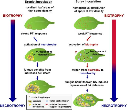 Model of the spore density-dependent infection strategy by P. cucumerina. High spore densities at localized leaf areas after droplet inoculation (left) trigger a strong pathogen-associated molecular pattern-triggered immunity (PTI) response in the host plant. In response, P. cucumerina activates a necrotrophic infection program that might be facilitated by the production of a mycotoxin(s). Furthermore, by employing a necrotrophic infection strategy, the fungus gains an advantage from immunity-related cell death. Under these conditions, the host plant activates JA-dependent defenses to mount resistance against the necrotrophic infection strategy of the fungus. Conversely, the homogenous distribution of spores at low density after spray inoculation (right) triggers a relatively weak PTI response in the host plant. As a consequence, P. cucumerina is capable of employing a biotrophic infection program that might depend on immune-suppressing effectors. Under these conditions, the host plant activates SA-dependent basal defenses to mount resistance against the biotrophic infection strategy by the fungus. To gain an advantage from the SA-induced suppression of JA-dependent defenses in the host plant under these conditions, the fungus switches to necrotrophy during the later stages of the infection.