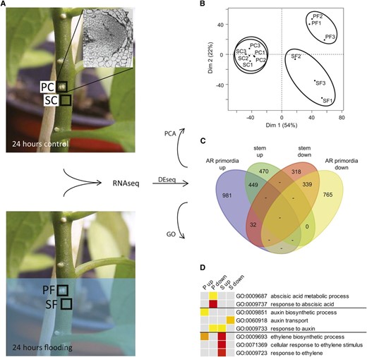 Flooding leads to extensive transcriptomic reprogramming in stem and AR primordia of S. dulcamara. A, Analysis pipeline showing the origin and processing of the four sample types (n = 3). Inset in the top left photo represents the composition of a primordium sample. B, PC analysis score plot showing the differentiation between the four sample types. C, Venn diagram of all genes differentially expressed in AR primordia and/or stem tissue upon flooding (fold change ≥ 2, false discovery rate ≤ 0.05). D, GO analysis of hormone-related categories. Color scale indicates significance of enrichment, from false discovery rate = 1 × 10−2 (yellow) to false discovery rate = 1 × 10−6 (red). PC, Primordia control; PF, primordia flooded; SC, stem control; SF, stem flooded; P, primordia; S, stem; up, up-regulated genes; down, down-regulated genes.