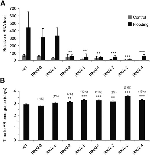 PIN2 silencing delays activation of AR primordia by flooding. A, Relative expression of SdPIN2 in the AR primordia in control and 24-h submerged plants in the wild type (WT) and PIN2-RNAi lines. Order of lines is according to significance of difference with the wild type. Data are means ± se (n = 2–4). **, Line significantly different from the wild type, two-way ANOVA, P < 0.01; ***, P < 0.001. B, Time to emergence of ARs after start of flooding. Data are means ± se (n = 30 individuals for the wild type and 8–15 for other types; in all cases 15 AR primordia per individual). Difference from the wild type is indicated in parentheses. **, Significantly different from the wild type, one-way ANOVA, P < 0.01; ***, P < 0.001.