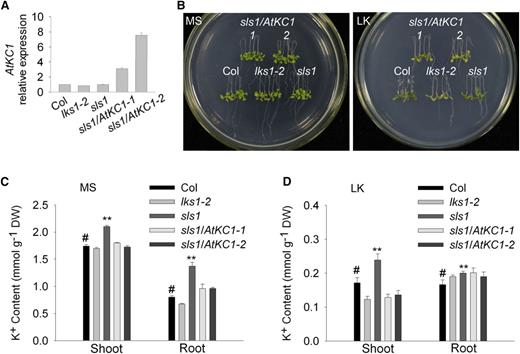 AtKC1 complements the sls1 phenotype. A, Real-time PCR analysis of AtKC1 relative expression in various plant materials. ACTIN2/8 was used as the internal control. B, Phenotype assay of complementation lines of sls1. Four-day-old seedlings were transferred from MS medium to LK or MS medium and treated for 7 d. C and D, K+ content measurement for various plant materials. The K+ content was measured after the plants were transferred to MS or LK medium for 7 d. Data are shown as means ± se (n = 4). Student’s t test (#, control and **, P < 0.01) was used to analyze statistical significance. DW, Dry weight.
