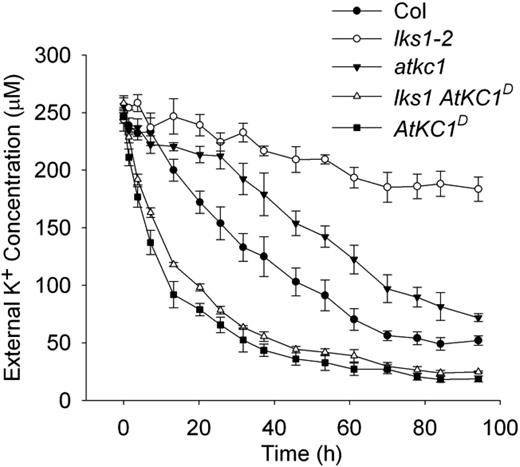 AtKC1D enhances Arabidopsis K+ uptake capacity under LK conditions. Comparison is shown for K+ uptake capacity among various plant materials using a K+ depletion experiment. Data are shown as means ± se (n = 3).