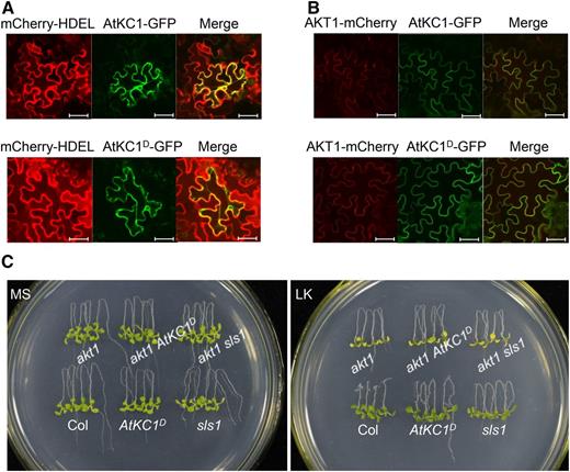 The phenotypes of sls1 and AtKC1D are dependent on AKT1. A, Subcellular localization assay of AtKC1 and AtKC1D in N. benthamiana leaves. The mCherry-HDEL was used as an ER marker. Bars = 50 μm. B Interaction test between AtKC1 or AtKC1D and AKT1 in N. benthamiana leaves. Bars = 50 μm. C, Phenotype comparison among various plant materials after growth on MS or LK medium for 7 d.
