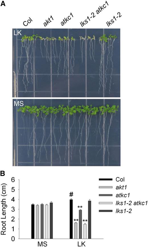 Phenotype assay of various plant materials using a LK germination assay. A, Phenotype assay of various plant materials after the seeds were germinated directly on MS or LK medium for 10 d. B, Root length measurement of various plant materials tested in A. Data are shown as means ± se (n = 20). Student’s t test (#, control and **, P < 0.01) was used to determine statistical significance.