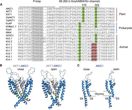 Sequence alignment of K+ selective channels and structural prediction of the AKT1/AtKC1 heteromeric channel. A, Sequence alignment of S6 or M2 regions of K+ selective channels. Two conserved Gly residues (Gly-315 and Gly-322 in AtKC1) are highlighted in green. The PxP motif is labeled in red. Sequences are as follows: KvAP (GI:14601099; Aeropyrum pernix), KirBac1.1 (GI:33357899; Burkholderia pseudomallei), KcsA (GI:21225921; Streptomyces coelicolor), MthK (GI:499179590; Methanothermobacter thermautotrophicus), hERG1/Kv11.1 (GI:4557729; Homo sapiens), Kir2.1 (GI:4504835; H. sapiens), Kir2.2 (GI:23110982; H. sapiens), Kv1.1 (GI:119395748; H. sapiens), Kv1.2 (GI:324021689; H. sapiens), Kv1.7 (GI:25952092; H. sapiens), Kv2.1 (GI:27436972; H. sapiens), Kv3.1 (GI:163792201; H. sapiens), and Kv4.1 (GI:27436981; H. sapiens). B, Structural prediction of the AKT1/AtKC1 heteromeric channel. The three subunits containing only the S5-P-S6 regions are shown for simplification. The three-dimensional structures of the closed (left) and open (right) states are shown. AKT1 and AtKC1 are labeled in gray and blue, respectively. The first conserved Gly residues (Gly-279 in AKT1 and Gly-315 in AtKC1) are highlighted in yellow, and the second conserved Gly residues (Gly-286 in AKT1 and Gly-322 in AtKC1) are highlighted in green. C, Three-dimensional structure of a single AtKC1 subunit.