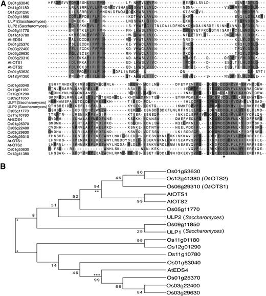 Alignment and phylogeny of rice SUMO protease proteins. Potential SUMO protease proteins were identified by ascertaining the presence of a SUMO protease catalytic domain (H-X-D-X-C). A, Alignment of 12 proteins from rice that contain this catalytic triad along with three Arabidopsis proteins, AtOTS1 (AT1G60220), AtOTS2 (AT1G10570), and AtESD4 (AT4G15880), and two proteins from Saccharomyces cerevisiae, ULP1 (YPL020C) and ULP2 (YIL031W). The catalytic triad is indicated by an asterisk. B, Phylogenetic tree analysis of the aligned proteins. There are two main branches into which all the proteases fall, marked by a single asterisk. The upper section is ULP and ULP-like, which can then be subdivided into two groups: (1) OTS/OTS-like (marked by **) and (2) ULP-like. Interestingly, the ULP1 from S. cerevisiae (used as an outgroup) has strongest homology to Os09g11850, which could imply that this protein may be one of the ancestral forms of SUMO protease. The lower section is again divided into two sections, the first (marked ***) is EDS-like, leaving four proteins that make up the final group. Taken together, it appears there are four groups represented by the 12 rice SUMO proteases. The percentage of replicate trees in which the associated taxa clustered together in the bootstrap test (1,000 replicates) is shown next to the branches.