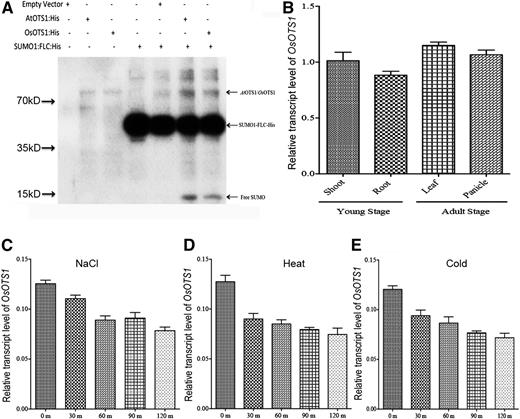 OsOTS1 is a bona fide SUMO protease expressed in different tissues. A, Immunoblot analysis of OsOTS1 in vitro protease activity. Each protein (AtOTS1, OsOTS1, and SUMO1:FLC::His) was expressed in E. coli and affinity purified. Proteins were incubated in different combination for 16 h, and the resulting mixture was resolved by 12% SDS-PAGE and probed with anti-His antibody. B, Expression profile of the OsOTS1 gene in various tissues. Total RNA was extracted from various tissues at different stages of rice plants under growth conditions. C to E, Expression analysis of OsOTS1 gene under 150 mm NaCl, heat (42°C), and cold (4°C) treatments. Total RNA was isolated from leaves of three independently treated plants, and real-time qPCR analysis of OsOTS1 was performed. OsOTS1 gene expression was normalized to that of rice actin, and the relative expression level was compared with that of control untreated plants. Mean values were obtained from three independent PCR amplifications. Error bars indicate sd.