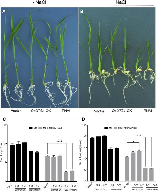 Phenotypic analysis of OsOTS-RNAi and OsOTS1-overexpressing lines under salt stress. Images of 10-d-old rice seedlings of various genotype in MS medium without salt (−NaCl; A) and MS medium with 150 mm NaCl (+NaCl; B). Shoot length (C) and shoot fresh weight (D) of 10-d-old plants grown in liquid MS medium (with or without 150 mm NaCl). Each column represents an average of three individual biological replicates with 20 seedlings in each experiment. Error bars indicate sd. P values for differences between empty vector only and the transgenic lines: *P < 0.05 and ***P < 0.0001 (two-way ANOVA test).