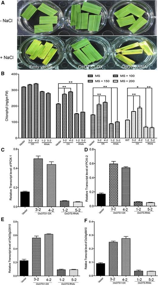 Increased chlorophyll retention and up-regulation of genes encoding antioxidants in OsOTS1-OX rice. A, Representative images indicate chlorophyll retention in leaf discs from unstressed and salt (NaCl)-stressed empty vector, OsOTS1-OX, and OsOTS-RNAi transgenic plants. B, Quantification of chlorophyll content at different concentrations of salt. Relative expression of LOC_Os04g59160 (C), LOC_Os07g47990 (D), LOC_Os03g22810 (E), and LOC_Os04g48410 (F). Total RNA was prepared from the 10-d-old seedlings of the vector-only and transgenic lines and then reverse transcribed. Transcript levels were measured by qPCR with cDNA. Actin was used as an internal control. Data represent the mean values of three independent biological replicates. Error bars indicate sd. P values for differences between empty vector only and the transgenic lines: *P < 0.05 and **P < 0.001 (two-way ANOVA test).