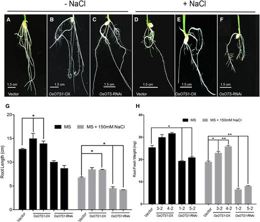 OsOTS-RNAi roots are highly sensitive to salt. Root images of vector-only control, OsOTS1-OX, and OsOTS-RNAi seedlings grown in liquid MS medium (in absence of NaCl; A–C) or in presence of 150 mm NaCl (D–F). OsOTS-RNAi showed dramatically reduced root growth. G, Quantification of root length and root fresh weight of 10-d-old plants in MS and MS with 150 mm NaCl. Each column represents an average of five independent biological replicates with 20 seeds in each experiment. Error bars indicate sd. P values for differences between empty vector only and the transgenic lines: *P < 0.05 and **P < 0.001 (two-way ANOVA test).