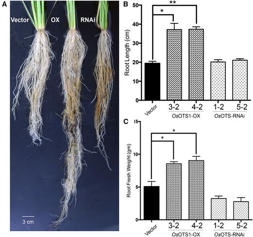 Enhanced root growth of soil grown adult OsOTS1-OX rice plants. A, Rice grown in sandy soil for 45 d and uprooted for root development analysis. Root images are representative from five independent plants of each genotype. Quantification of root length (B) and root fresh weight (C) in sandy soil-grown empty vector, OsOTS1-OX, and RNAi lines at 45 d. Error bars indicate sd values for differences between the different transgenic lines compared to empty vector only. *P < 0.05 and ***P < 0.0001 (two-way ANOVA test).