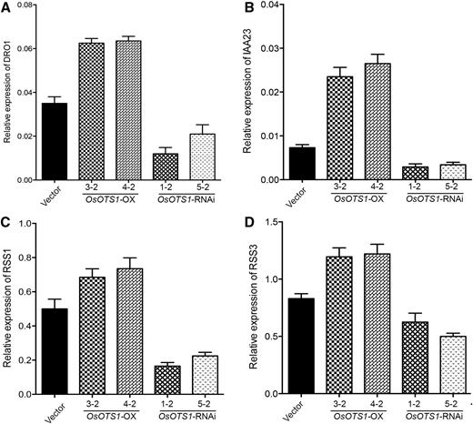 OsOTS1 affects the expression of root growth promoting genes. Ten-day-old rice seedlings were transferred to MS medium with 150 mm NaCl and harvested after 6 h of salt treatment to extract total RNA. The expression of different genes was determined by qPCR. Gene expressions of target genes were normalized to that of rice actin. The relative expression was compared with that of control plants. Mean values were obtained from three biologically independent experiments. Error bars indicate sd.