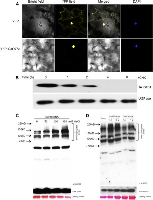 Subcellular localization of OsOTS1 and its stability under salt stress affects the accumulation of SUMO conjugates. A, OsOTS1-YFP was transiently expressed via agroinfiltration of N. benthamiana. B, Stability of OsOTS1 in the presence of 150 mm NaCl with 100 µm cyclohexamide (CHX) treatments as indicated. Ten-day-old rice seedlings were used for the assays. UGPase level was used as a loading control. C, Accumulation of SUMO conjugates in OsOTS-RNAi lines with different salt concentrations as detected with SUMO1 antibody. D, Accumulation of SUMO conjugates in vector-only, OsOTS1-OX, and OsOTS-RNAi lines under salt stress as detected with SUMO1 antibody. Ponceau staining of total proteins was used as a loading control. Molecular weights are indicated next to black arrows.
