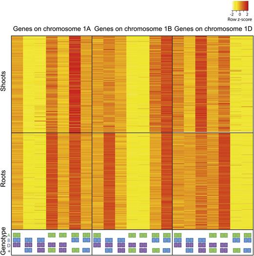 Expression of genes with three homeologous copies on chromosome 1 in nullitetrasomic wheat lines in shoots and roots. Genotypes for chromosome 1 are indicated by colored squares: A genome in green, B genome in blue, and D genome in purple. Squares listed at bottom (+) indicate extra copies (tetra); the absence of squares indicates deletion (nulli) of the entire chromosome.