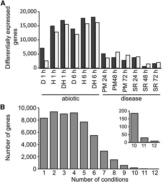 Differentially expressed genes (q < 0.05) in abiotic stress and disease conditions. A, Numbers of up-regulated genes (black bars) and down-regulated genes (gray bars) in individual stress conditions. D, Drought; H, heat; DH, drought and heat combined; PM, powdery mildew; SR, stripe rust. B, Number of genes that are differentially expressed in multiple abiotic stress and disease conditions.