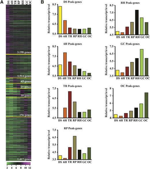 Overview of the expression patterns of transcripts peaking at selected seed-to-seedling transition stages. A, Differentially expressed gene clustering based on the peak of expression at the selected seed-to-seedling stage. B, General tendency and average abundance of transcripts at each stage. This analysis shows the maximum expression of transcripts at different stages, indicating the stage-specific maximum activity of the transitionally regulated transcripts.