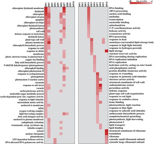 Heat map showing the P value significance of GO enrichment terms for DPs (Supplemental Table S2). GO terms listed are for biological process and/or cellular components that were overrepresented for each DP gene set. P values were calculated by their hypergeometric distribution.