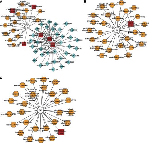 Transcriptional modules predicted to regulate the seed-to-seedling transition. DNA motifs (red rectangles) and GO terms (orange octagons) that are significantly overrepresented (P < 0.001) within the peak transcript sets (circles) are shown together with coexpressed TFs (light blue diamonds). Transcriptional modules were predicted for DS (A), 6H (B), and OC (C) peak transcripts (Supplemental Table S2). P values were calculated by their hypergeometric distribution.