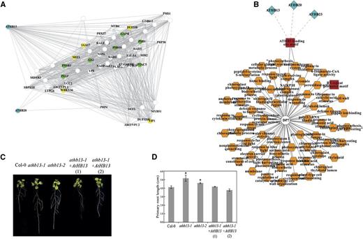 Validation of the seed-to-seedling gene coexpression network showing the homeodomain-Leu zipper AtHB13 playing a negative role in primary root elongation. A, Gene network interactions of AtHB13 and AtHB20 as derived from the seed-to-seedling network. Green nodes represent genes known to be associated with photosynthesis, whereas yellow nodes represent genes associated with root development. B, Transcriptional modules predicting regulators of the transition region (DP7) of the seed-to-seedling transition. DNA motifs (red rectangle) and GO terms (orange octagons) that are significantly overrepresented (P < 0.001) within the transition gene set (circle) are shown together with coexpressed TFs (light blue diamonds). The transition region gene set possesses a transcriptional module, of which ATHB5 is known to be associated with seedling development. All DPs with DNA motif, TF, and GO term enrichments are listed in Supplemental Table S2. C, Root growth phenotypes of the wild type (Col-0), two AtHB13 knockout lines (athb13-1 and athb13-2), and two complemented lines (athb13-1 + 35S::AtHB13 lines 1 and 2). Roots were scanned at 15 d after transfer to Murashige and Skoog (MS) medium. D, Primary root length comparison at 15 d after transfer to MS medium. Error bars represent the sd of three independent biological replicates for each genotype. Statistical analyses of the mean values were performed using R statistical language (R Development Core Team, 2011), and asterisks denote significant differences with Student’s t test at P < 0.01.