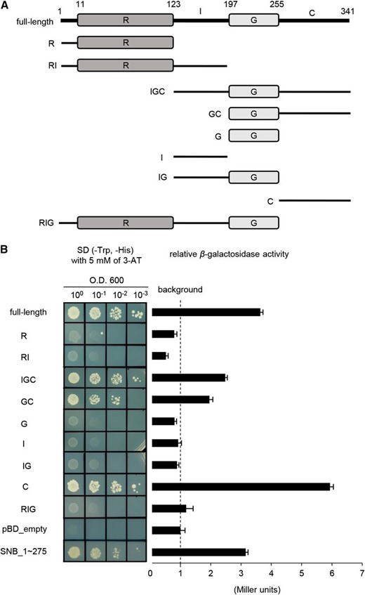 Analyses of transactivation of Ehd1. A, Schematic diagrams of Ehd1 and its truncated molecules used for assay of transactivation. Numbers represent positions of amino acids. R, receiver domain; I, inter domain; G, GARP DNA-binding domain; C, C-terminal region. B, Analyses of transactivation. Full-length or truncated Ehd1 cDNA was inserted into pBD_GAL4 Cam vector containing GAL4 DNA-binding domain, then transferred into yeast cells. Empty vector (pBD_empty) and SNB_1 ∼ 275 were used as negative and positive control, respectively. Values calculated for β-galactosidase activity are averages of three independent experiments. Bars represent standard deviations.