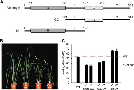Phenotypes of transgenic plants over-expressing full-length or truncated Ehd1. A, Schematic diagrams of full-length and truncated forms of Ehd1 used for generation of transgenic plants. Top, full-length protein; middle, truncated Ehd1 with IGC domain; bottom, truncated Ehd1 with RI domain. B, Phenotypes of transgenic plants over-expressing full-length Ehd1 (Ehd1 OX) and truncated Ehd1 (RI OX and IGC OX) grown under SD conditions. Arrows indicate bolted panicles. Scale bar = 10 cm. C, Heading dates under SD conditions. Two independently transformed plants that expressed introduced gene at high levels were analyzed. Date were recorded when first panicle bolted. Heading dates of wild-type plants and transgenics over-expressing full-length Ehd1 are indicated as dashed lines. Error bars show standard deviations. n = 8 or more. WT, wild type.