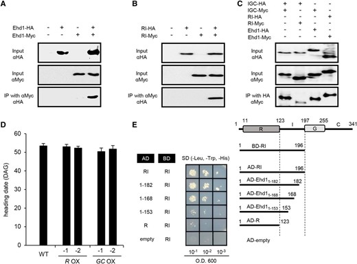 Interaction analyses of Ehd1 and truncated Ehd1. A, Homerization analysis of Ehd1. coIP analyses performed between Ehd1-HA and Ehd-Myc. B, Homerization analysis of truncated Ehd1 containing R and I regions. coIP analyses were performed between Ehd1 RI fragment tagged with HA (RI-HA) and Ehd1 RI fragment tagged with Myc (RI-Myc). C, Interaction analyses among full-length Ehd1 and truncated Ehd1. Truncated Ehd1 containing I, G, and C regions was tagged with HA (IGC-HA) or Myc (IGC-Myc). Homomerization of fragment as well as interaction with RI fragment or full-length Ehd1 were examined. Tagged proteins were expressed in rice suspension cells after transformation of tagged constructs. Expressed proteins were immunoprecipitated with anti-Myc antibodies or anti-HA antibodies, then separated by sodium dodecyl sulfate polyacrylamide gel electrophoresis (SDS-PAGE). Signals were detected by HRP-conjugated anti-HA antibodies or anti-Myc antibodies. Inclusion or exclusion of construct is shown by plus or minus. D, Heading date of SD-grown transgenic plants over-expressing truncated Ehd1 with R domain (R OX) or GC domain (GC OX). Error bars indicate standard deviations. n = 8 or more. Scale bar = 10 cm. WT, wild type. E, Y2H assays of interaction between Ehd1 RI fragment (BD-RI) with deletion derivatives of I region. AD-empty and BD-RI was used as a negative control.