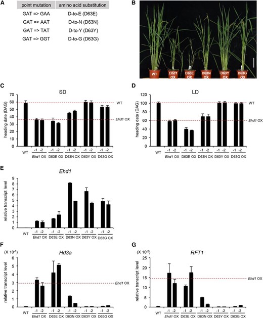 Flowering phenotypes of transgenic plants over-expressing Asp-63 mutants. A, Point mutations and aa substitutions in 63rd Asp residue of Ehd1. B, Phenotypes of SD-grown transgenic plants expressing mutated Ehd1. Bar = 10 cm. C and D, Heading date of transgenic plants expressing mutated Ehd1 grown under SD (C) or LD (D) conditions. Two independently transformed plants that expressed introduced gene wild-type plants and transgenics over-expressing wild-type Ehd1 are indicated as dashed lines. Error bars show standard deviations. n = 6 or more. E and G, Quantitative real-time PCR analyses of Ehd1 (E), Hd3a (F), and RFT1 (G) expression in plants over-expressing mutated Ehd1. Leaf blades were harvested at ZT 4 h from 21-DAG plants grown under SD conditions. The y axis shows the relative transcript level compared with rice Ubi1 expression. Transcript levels for florigen genes in transgenic plants over-expressing wild-type Ehd1 are indicated as dashed lines. Scale bar = 10 cm. Error bars show standard deviations. n = 4 or more.