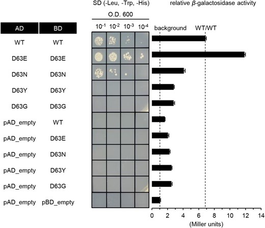 Y2H assays for homomerization of mutated Ehd1. Homomerization analyses by Y2H experiments. Wild-type Ehd1 and Asp-63 mutants were inserted into pGAD424 or pBD_GAL4 cam vector, and their interaction was analyzed by testing growth on minimal medium. Transformants were grown in liquid medium without Leu and Trp to achieve optical density A600 = 1. Afterward, 10 μL of undiluted or diluted yeast cell suspension was dropped onto minimal medium plates supplemented with 5 mm 3-amino-1,2,4-triazole but without Leu, Trp, and His, and held for 3 d. Values for relative β-galactosidase activity are averages from 3 independent assays. Error bars indicate standard deviations.