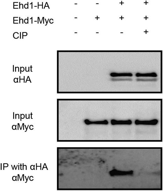 Phosphorylation-dependent homomerization of Ehd1. co-IP analyses were performed between Ehd1-HA and Ehd1-Myc after CIP treatment. Vectors were transformed into protoplasts prepared from Oc cells. Before immunoprecipitation with anti-HA antibodies, the protein extracts were incubated with or without CIP for 2 h at 37°C. Immunoprecipitated proteins were separated by SDS-PAGE, and signals were detected by HRP-conjugated anti-Myc antibodies.