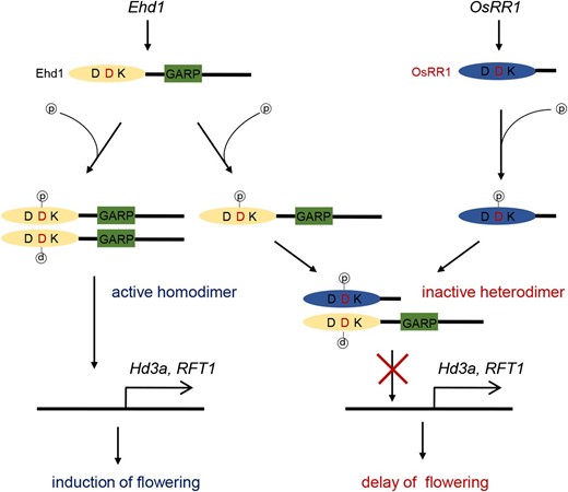 A putative model for flowering inhibition by OsRR1. Ehd1 is expressed during period of flowering induction. Ehd1 protein is activated by phosphorylation of middle D in R domain. Phosphorylation induces dimerization of Ehd1 by structural changes, which stimulates transcription of target genes Hd3a and RFT1. OsRR1 binds to Ehd1 to interfere with homomerization of Ehd1. This results in suppression of target gene expression, thereby delaying flowering.