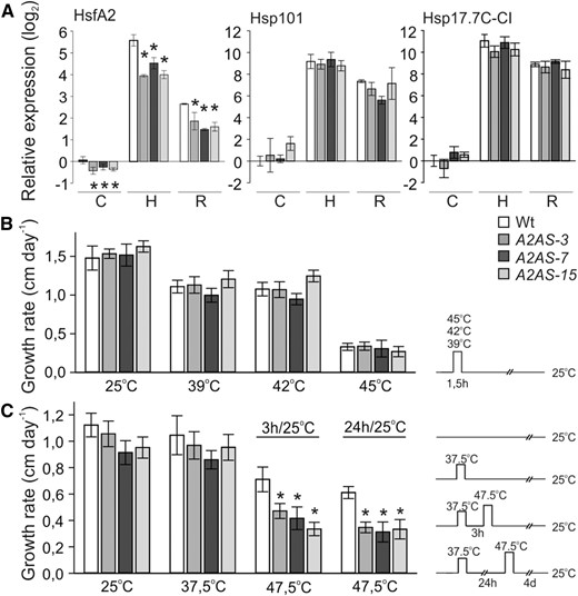 Basal and acquired thermotolerance of etiolated seedlings of tomato wild-type and HsfA2 transgenic lines. A, Relative gene expression (2–ƊƊCt) of HsfA2, Hsp17.7C-CI, and Hsp101 in wild-type and A2AS transgenic seedlings kept at 25°C (control, sample C) or exposed to 1 h HS at 39°C (sample H), which was followed by recovery for 1.5 h at 25°C (sample R). The Ct value for each gene was normalized to Ct values for EF1α and UBI housekeeping genes and to expression in wild-type control. Vertical bars are the average ± sd of three replicates. B, Four-day-old etiolated tomato wild-type and A2AS-3, -7, and -15 transgenic seedlings were exposed to 39, 42, or 45°C for 90 min. Hypocotyl length was recorded for 5 d after stress and growth rate was calculated. C, Same seedlings as in B were exposed to 37.5°C for 90 min and then allowed to recover at 25°C for 3 or 24 h. Following recovery, a severe HS at 47.5°C for 90 min was applied. Hypocotyl length was recorded for 5 d after stress, and growth rate was calculated. Pictographs on the right in B and C indicate the applied HS regimes, respectively. Each data point is the mean ± se of at least 10 seedlings for each genotype and treatment. For A and C, asterisk denotes significant difference (P < 0.05) compared to the wild type for a given sample or stress treatment as shown by pairwise t test analyses.