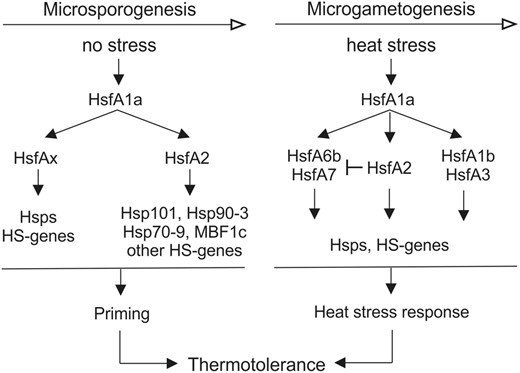 Proposed model for regulation of thermotolerance at different stages of pollen development. Thermotolerance of pollen at early stages of development is highly dependent on a priming program that leads to the accumulation of Hsps and other HS-induced genes under nonstress conditions. The induction of these genes is controlled by the master regulator HsfA1a, which further activates HsfA2 and probably other class A Hsfs (HsfAx) to induce downstream genes. HsfA2 is required for the higher expression of some HS genes, including Hsp101, Hsp90-3, Hsp70-9, and MBF1c. Following microspore formation and during microgametogenesis, the capacity of pollen to induce HSR is restored. Here, HsfA1a induces and subsequently interacts with HsfA1b, HsfA2, HsfA3, HsfA6b, and HsfA7 to activate HS genes. HsfA2 induction alleviates the up-regulation of HsfA6b and HsfA7, which in turn are strongly induced in case of limited HsfA2 availability caused by suppression.