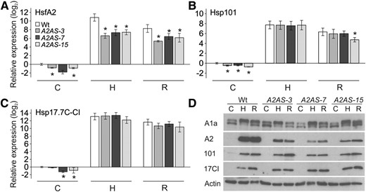 HSR of anthers of wild-type and HsfA2 antisense plants. A to C, Relative gene expression (2–ƊƊCt) of HsfA2 (A), Hsp101 (B), and Hsp17.7C-CI (C) in anther from wild-type and A2AS transgenic plants exposed to HS at 39°C for 1 h (sample H) and then allowed to recover for 1.5 h (sample R) or kept under control conditions (sample C) for the same period. The expression was determined and represented as in Fig. 1A. Vertical bars are the average ± sd of three replicates. D, Anthers of different developmental stages from wild-type and A2AS-3, -7, and -15 plants were treated as in A, and equal amounts of total protein extract (20 μg, controlled by actin levels) were subjected to immunoblot analysis with specific antibody against HsfA1a, HsfA2, Hsp101, and Hsp17-CI. HsfA1a antibody identified two bands, probably representing different modification states of the protein.