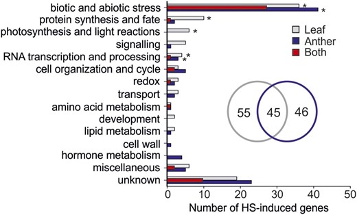 Classification of HS-induced genes in leaves and anthers of wild-type tomato plants. HS-induced genes (PNOI > 0.95) were categorized based on their putative functions. Each bar shows the total number of genes induced by HS in leaves (gray), anthers (blue), or in both tissues (red). The number of leaf- and anther-specific HS-induced genes are shown in a Venn diagram. Asterisks denote significant enrichment of the particular category in the tissues (P < 0.05) based on comparison against the whole genome.