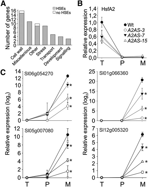 Genes affected by HsfA2 suppression in nonstressed anthers. A, Genes expressed at significantly higher levels (PNOI > 0.90) in the wild type than A2AS-3 anthers under control conditions as indicated by MACE analysis. Categorization was based on the putative functions of the genes according to MapMan analysis (see “Materials and Methods”). Genes with unknown functions are not shown. The number of genes belonging to each category is shown. Gray bars indicate the number of genes having at least one dimeric or trimeric HSE in their putative promoter regions. B, Relative expression (2–ƊƊCt) of HsfA2 under control conditions in wild-type and A2AS-3 anthers of different developmental stages corresponding to pollen at tetrad (T), postmeiotic microspore (P), and mature pollen (M) stage, respectively. C, Relative expression (2–ƊƊCt) of a solute carrier protein/Glc transporter (Solyc06g054270), a pectinesterase (Solyc01g066360), a pectate lyase (Solyc05g007080), and a pectinacetylesterase (Solyc12g005320) during development of anthers as described in B. In all cases the expression values were normalized against anthers containing pollen at tetrad stage. Each point is the average ± sd of four replicates. Asterisks indicate statistically significant differences (P < 0.05) as indicated by pairwise t test between wild-type and A2AS samples.